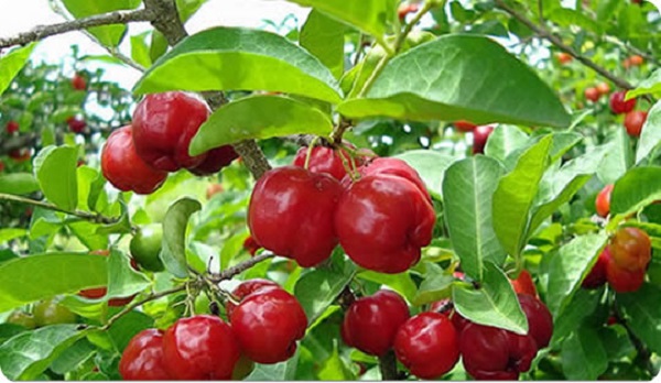 acerola acerola