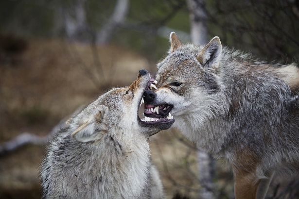 branco di lupi che giocano branco di lupi che giocano