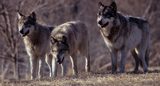branco di lupi che giocano branco di lupi che giocano