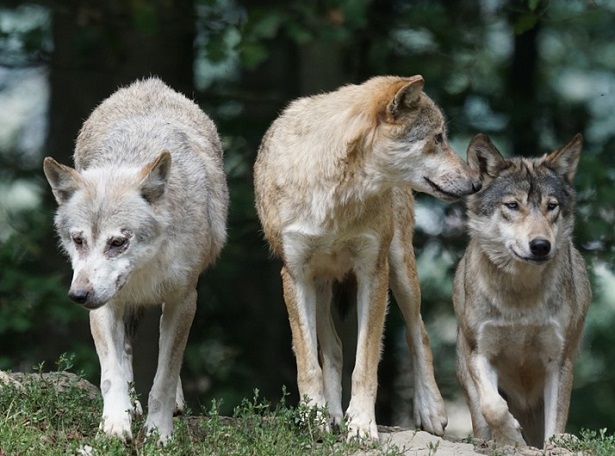 branco di lupi che giocano branco di lupi che giocano