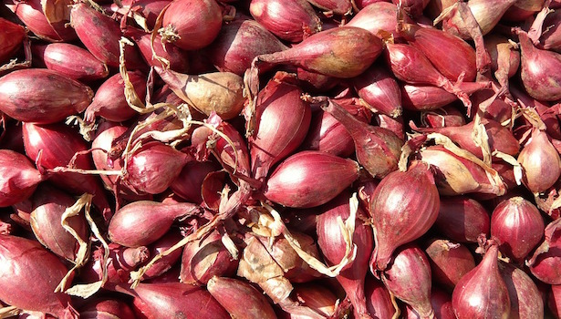 cipolla rossa di tropea coltivazione