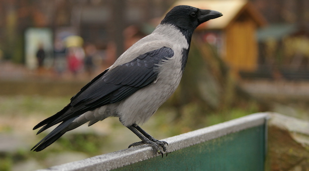 come allontanare i corvi