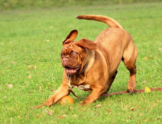 come giocano i cani tra loro come giocano i cani tra loro