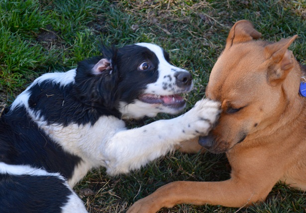 come giocano i cani tra loro come giocano i cani tra loro