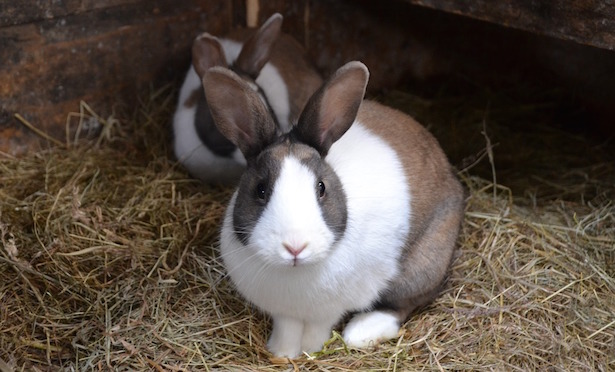 conigli riproduzione