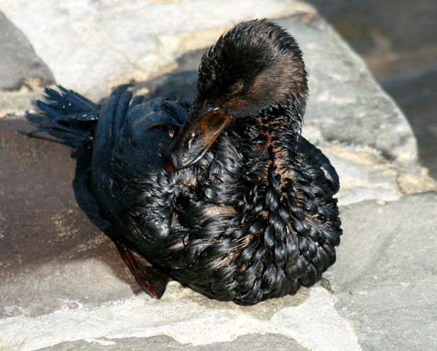 disastri ambientali in italia 