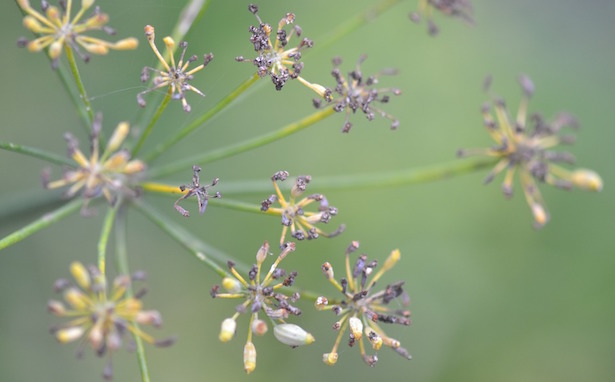 finocchio selvatico dove trovarlo