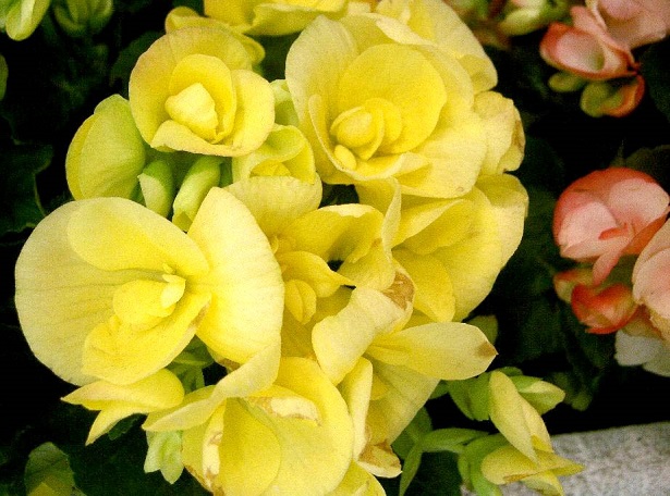 fiori commestibili begonia