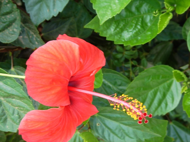 fiori commestibili ibisco