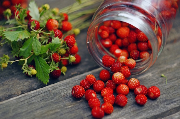 fragoline di bosco in vaso