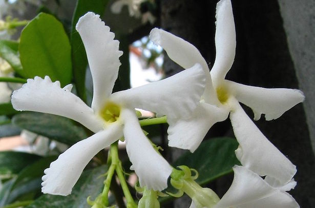 gelsomino non fiorisce