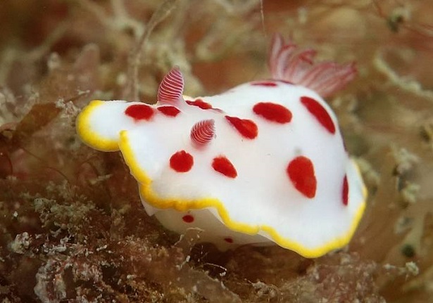 giornata mondiale degli oceani 