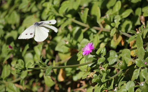 Giornata Mondiale della Biodiversità