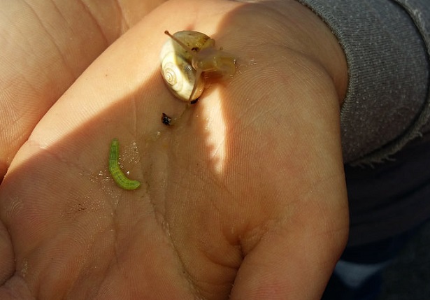 giornata mondiale della biodiversità 
