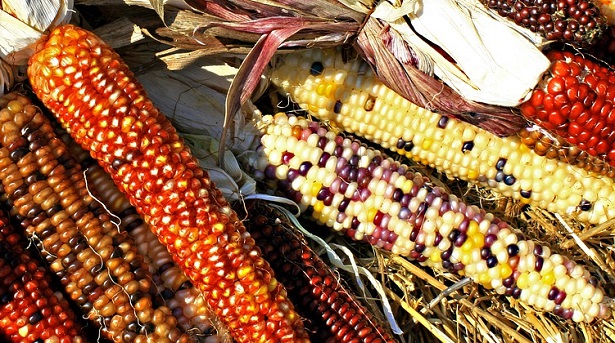 Giornata Mondiale della Biodiversità