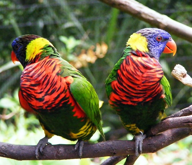 Giornata Mondiale della Biodiversità