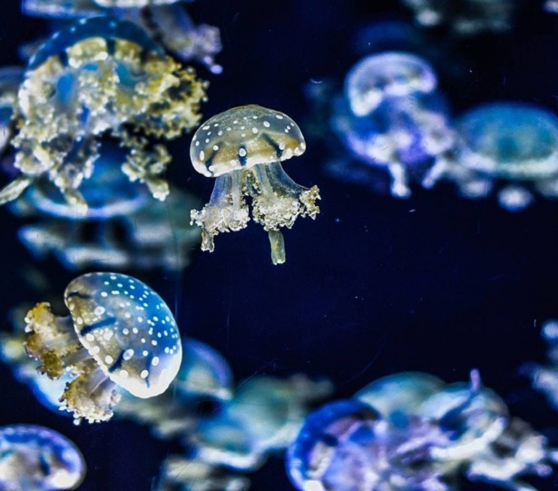 Giornata Mondiale della Biodiversità