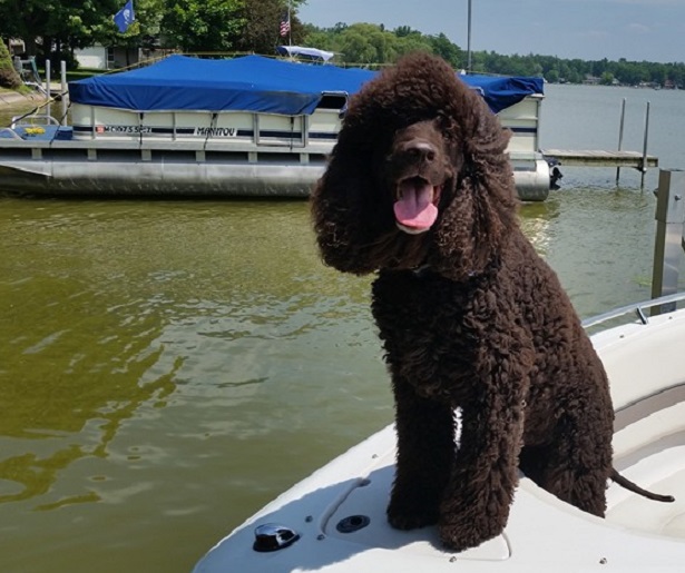 irish water spaniel 