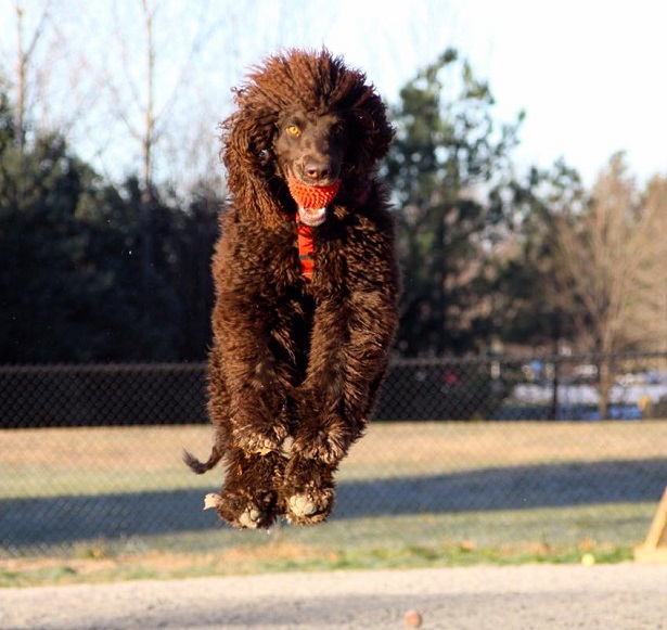 irish water spaniel 