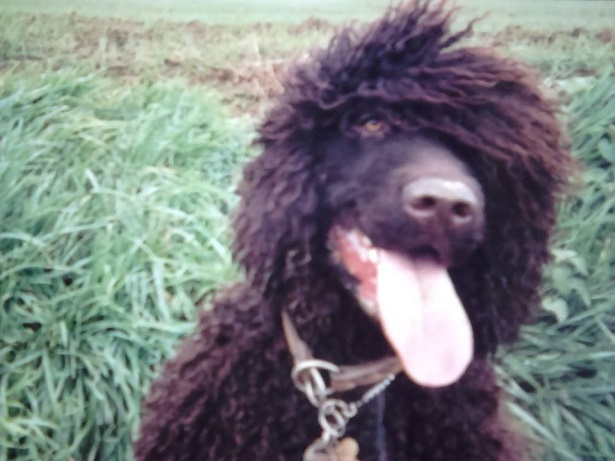 irish water spaniel 