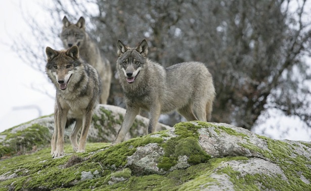lupa che ulula e partorisce