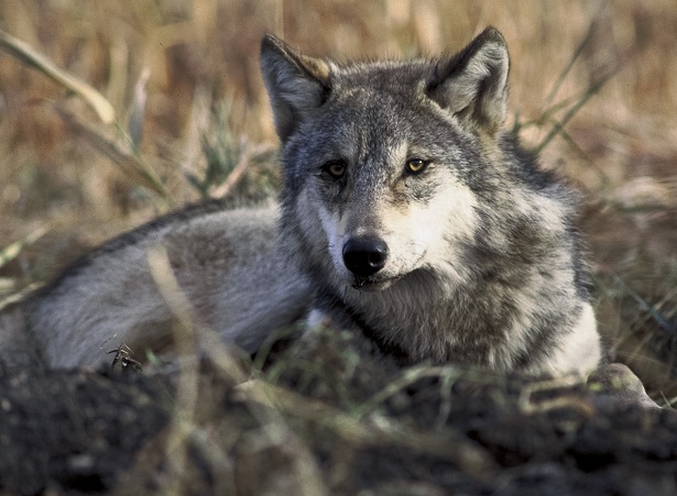 lupa che ulula e partorisce