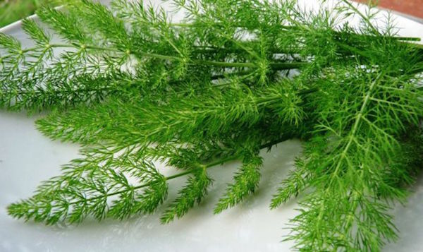 marmellata finocchietto selvatico finocchio