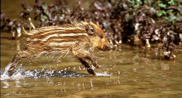 parco nazionale del circeo