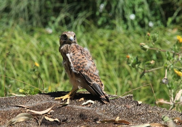 parco nazionale del circeo