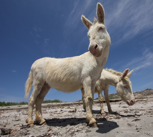 Parco Nazionale dell'Asinara