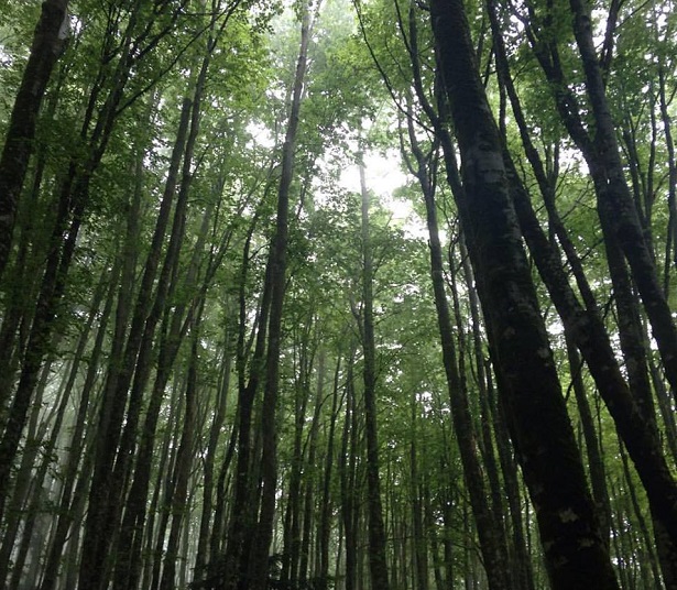 parco nazionale dell'aspromonte parco nazionale dell'aspromonte