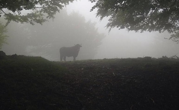 parco nazionale dell'aspromonte parco nazionale dell'aspromonte
