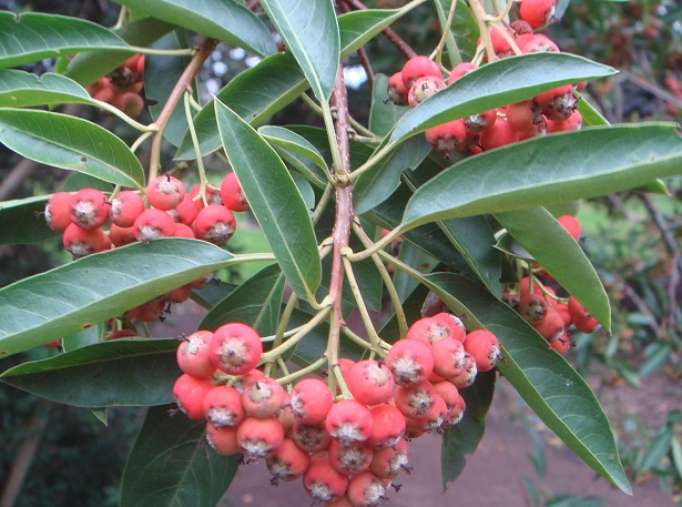 immagine della photinia e dei suoi fiori