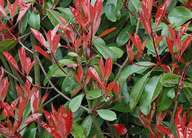 photinia 
