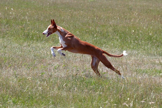podenco ibicenco podenco ibicenco