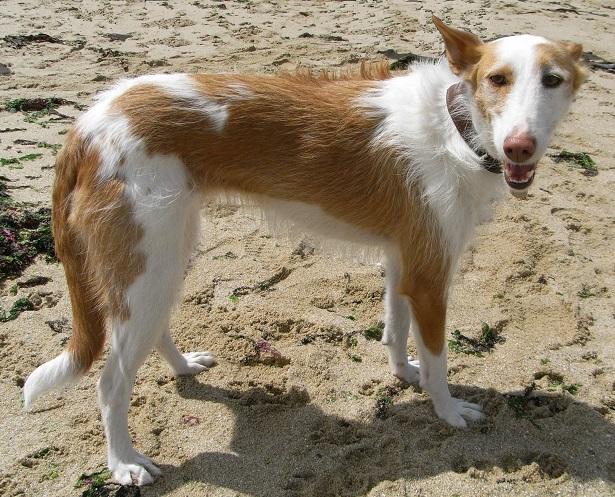 podenco ibicenco podenco ibicenco
