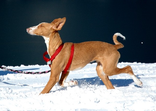 podenco ibicenco