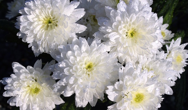 riprodurre crisantemi per talea