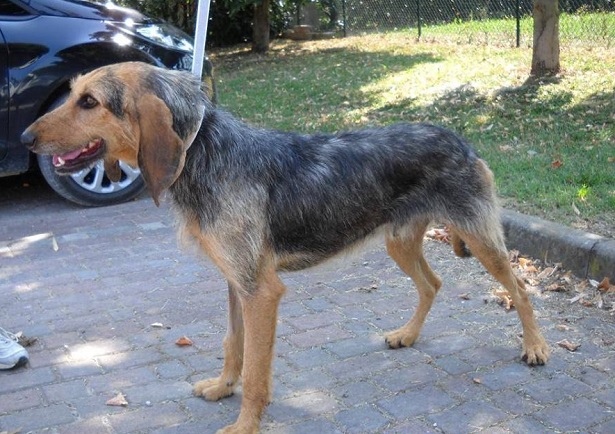 segugio italiano a pelo forte 