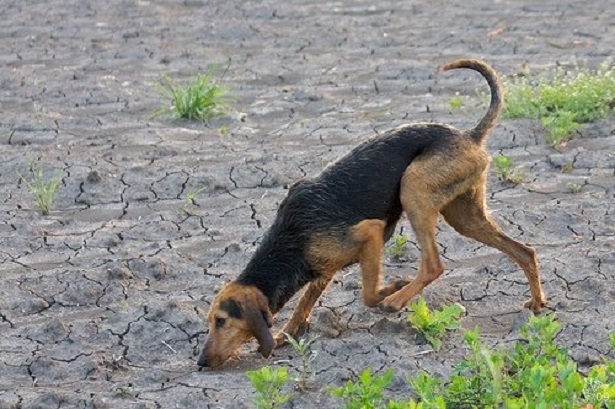 segugio italiano a pelo forte 
