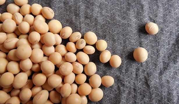 soia germogli soia germogli