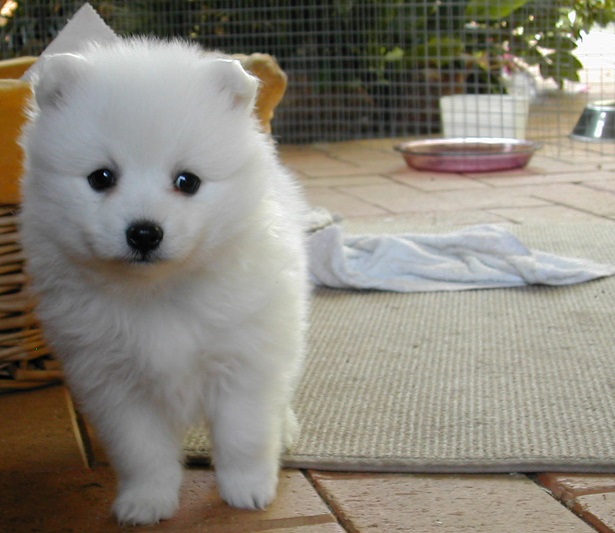 spitz giapponese spitz giapponese