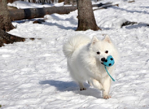 spitz giapponese spitz giapponese