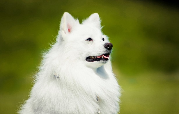 Spitz Giapponese Spitz Giapponese