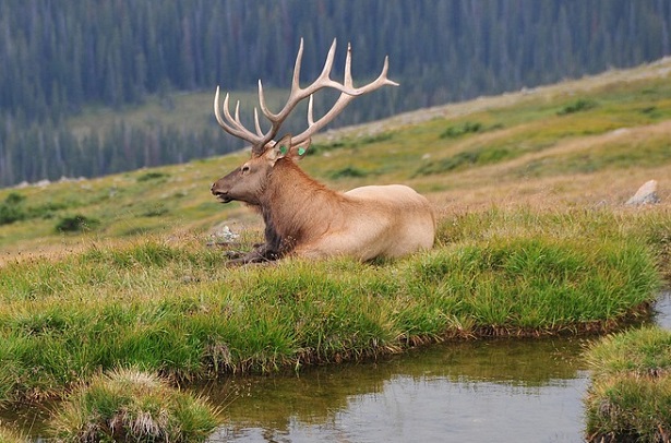 videotrappole videotrappole