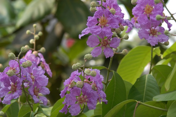 Lagerstroemia Lagerstroemia
