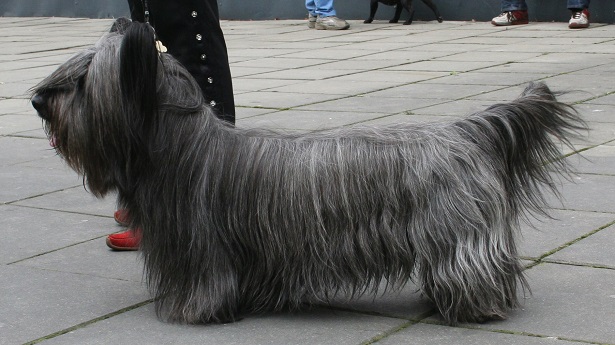 Skye terrier Skye terrier