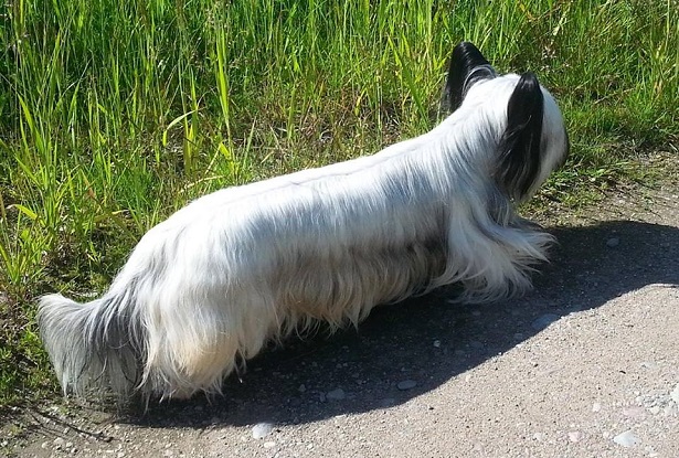 Skye terrier Skye terrier