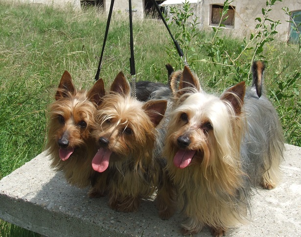 australian silky terrier 