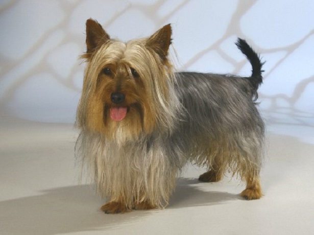 australian silky terrier 